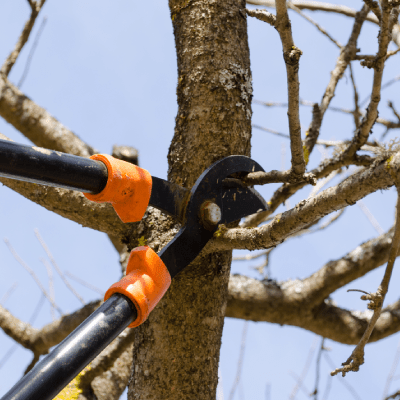 Tree Trimming